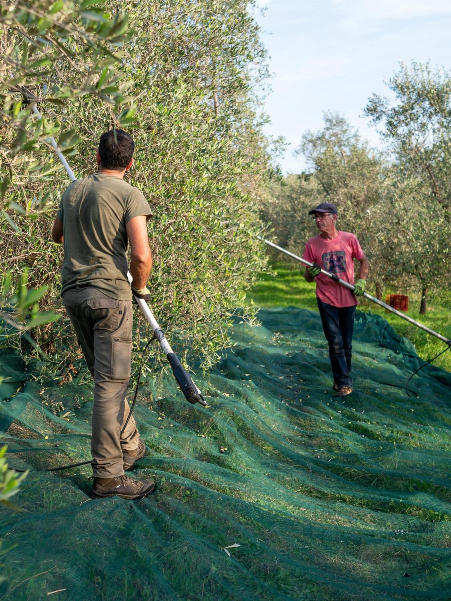 ביבונה Podere Le Mezzelune מראה חיצוני תמונה